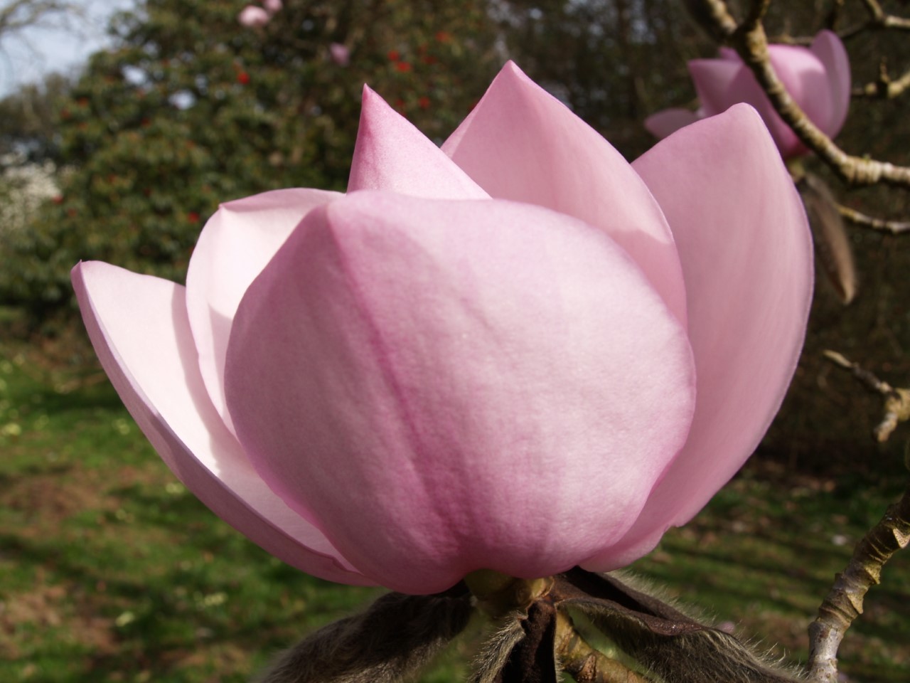 magnolia campbellii sub species mollicomata